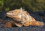Galapágos