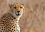 Kenya